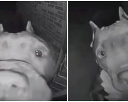 Woman hears doorbell ring at 4 am — sees it’s her neighbor dog paying her a visit