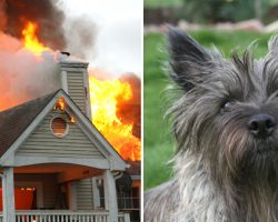 Hero dog saves family by alerting them of house fire in the middle of the night