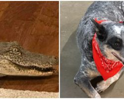 Dog alerts owners after alligator sneaks in through the doggy door