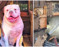 Smart dog Champ saves his family by alerting them of house fire — good boy