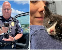 Cat stuffed in paper bag, left in dumpster now safe thanks to rescuers