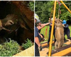 Rescue groups come together to save donkey trapped in sinkhole