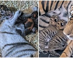 Zoo celebrates birth of two critically endangered sumatran tiger cubs