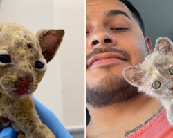 Cat saved from dumpster fire gets adopted by vet who treated her burns