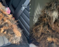 Rescue takes in severely matted dog who looks like a wig — today she’s unrecognizable