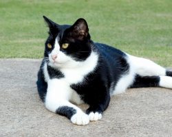 Cat who serves as ears for his deaf owner wins ‘Cat of the Year’ prize — congrats, Zebby