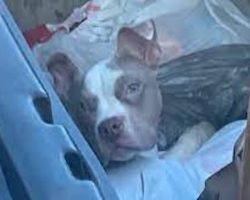 Puppy thrown out with the trash, city employees praised for rescuing it at the last second