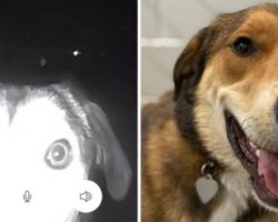 Lost dog makes her way to former shelter, rings doorbell for help