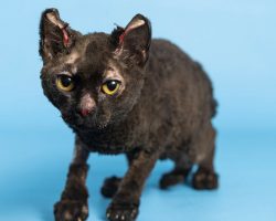 Cat makes incredible recovery after being severely burned in fire — now she’s up for adoption