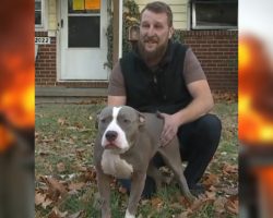 Dog saves owner’s life by waking him up during fire: ‘I wouldn’t have woke up’