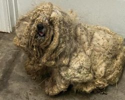 Shelter rescues neglected dog covered in three pounds of matted fur — he looks completely different after makeover