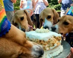 Beagles rescued from Envigo testing facility last year reunite for birthday party