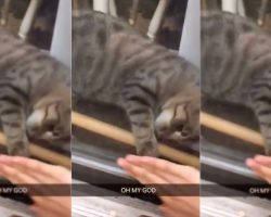 Smart cat gets door for locked-out owner in viral video