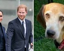 Prince Harry, Meghan Markle adopt beagle saved from testing facility