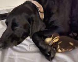 Labrador retriever fights off an alligator to save her duck best friends