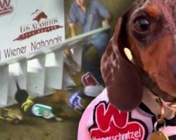 ‘Fastest Wiener in the West’ Beats 100 Dogs on Race Course with His Quick Feet