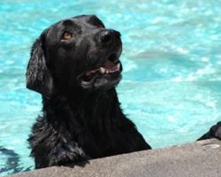 Heroic Dog Saves Baby From Drowning In Pool