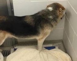 Dejected Senior Dog Who Put His Face In The Corner Of Kennel Finds Forever Home