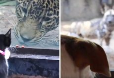Dogs And Cats Go To The Zoo To See Their Big Cousins