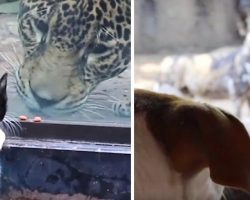 Dogs And Cats Go To The Zoo To See Their Big Cousins