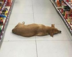 Store opens their doors for stray dog to cool off on hot summer day