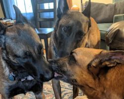 Dogs Give Kisses To Their Brother Just Before Saying Their Final Goodbyes