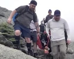 Fifteen Hikers Help Injured Dog Get Off Mountain In 16 Hour Rescue