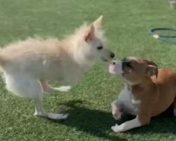 Dog Having Hard Time Making Friends Meets One Who Accepts Her The Way She Is