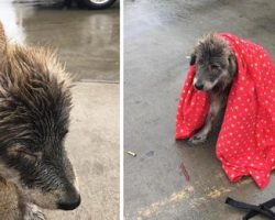 Abandoned Dog Sat In The Rain Refusing To Budge Until Someone Wrapped Her In A Blanket