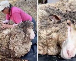Rescued Sheep Freed From 90 Pounds Of Wool Looks So Different One Year Later