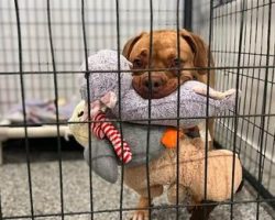 Shelter Dog Who Loves Carrying As Many Toys As She Can Still Looking For A Family