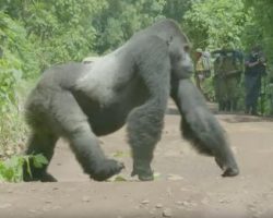 Silverback Gorilla Makes Sure His Family Safely Crosses The Road