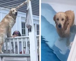 Naughty Dog Caught Sneaking Next Door To Enjoy Swim In Neighbor’s Pool