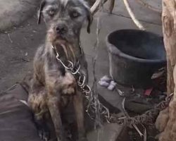 Woman’s Kindness Persuades Man To Give Up His Chained Dog And Puppies