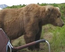 Wild Brown Bear Comes And Sits Next To Man In Camping Chair