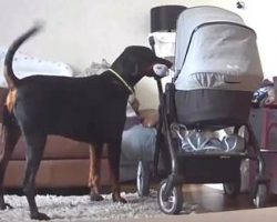 Helpful Dog Brings Over His Favorite Toy To Comfort Crying Human Sister