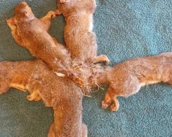 Rescuers Save Five Young Squirrels With Hopelessly Entangled Tails
