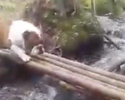 Bulldog Crosses Creek In His Own Unique Way