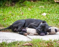 Image of street dog forces animal heroes to note much bigger problem in Houston