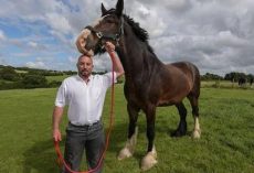 Once Neglected Shire Horse Grows To Become Britain’s Tallest Horse