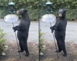 Man Looks Out His Window And Spots A Bear Looking Oddly Human