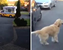 Golden Retriever Has The Most Adorable Reaction When The Ice Cream Man Comes By
