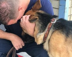 Firefighter Adopts German Shepherd Dog He Saved From Wildfire That Claimed Chief’s Life