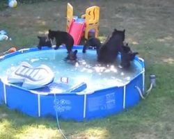 Bear Family Takes A Dip And Has A Pool Party In Family’s Backyard