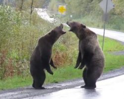 Two Grizzly Bears Fighting Along Highway Caught On Video In Rare Sighting