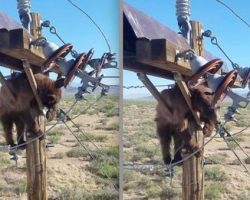 Utility Workers Rescue Poor Bear Stuck on a Power Pole