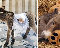 18 Baby Donkeys You’ll Think Are Almost As Cute As Puppies