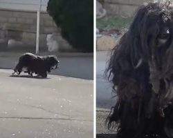 Matted Dog Was Neglected For Far Too Long Out On The Streets