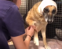 Abandoned German shepherd got cancer from being left out in the sun, but now has a second chance