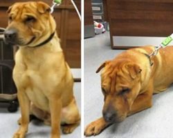 Shar-Pei abandoned at train station with suitcase of belongings – five years later he’s loving his forever home